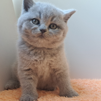 Maschio british shorthair