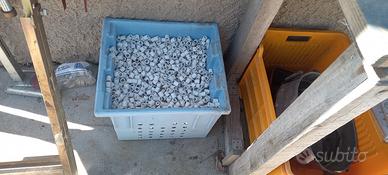 canolicchi per laghetto o acquario