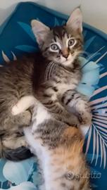 Gattini in adozione