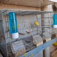 6 gabbie complete di canarini