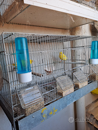 6 gabbie complete di canarini