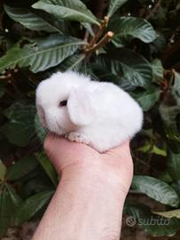 Coniglio nano ariete mini lop