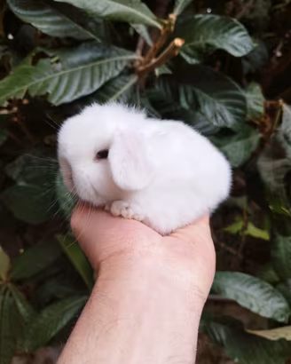 Coniglio nano ariete mini lop