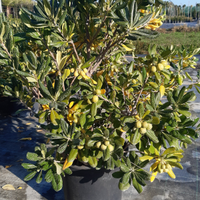 Piante da siepe con semi