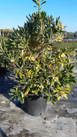 Piante da siepe con semi