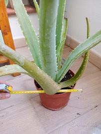 Aloe Vera Barbadensis grande o piccole