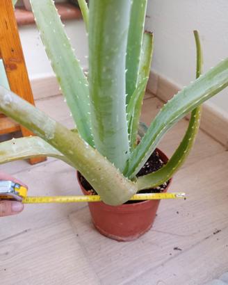 Aloe Vera Barbadensis grande o piccole