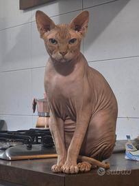 Maschio di Sphynx per monta