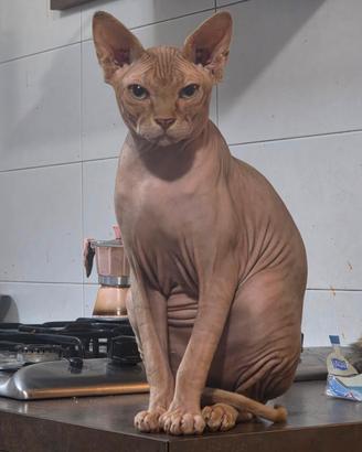 Maschio di Sphynx per monta