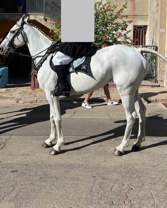 Cavalla