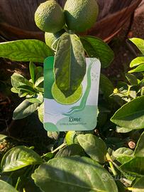 Pianta di lime