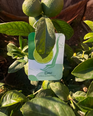 Pianta di lime