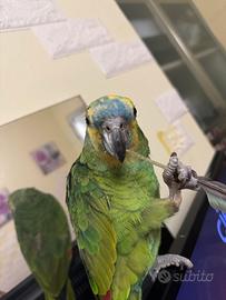 Amazzone fronte blu con cites e documenti