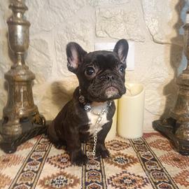 Bouledogue Francese cuccioli disponibili