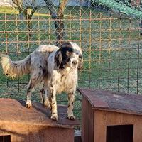 Setter inglese 6 anni