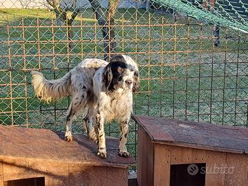 Setter inglese 6 anni