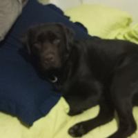 Labrador cioccolato