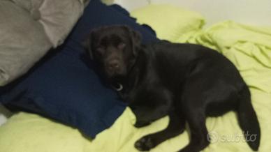 Labrador cioccolato