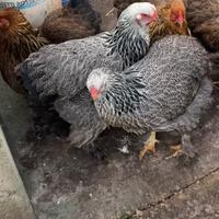 Galline Brahma perniciato argento