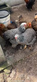Galline Brahma perniciato argento