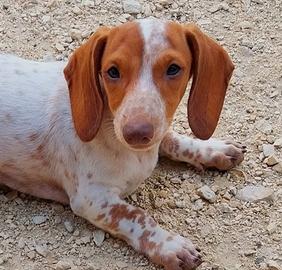 Cuccolo di cane bassotto tedesco piebald