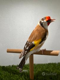 Cardellini Major Bruno