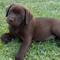 Cuccioli di Labrador Cioccolato
