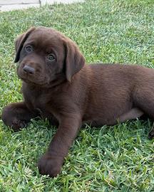 Cuccioli di Labrador Cioccolato