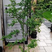 alberello di carpino 