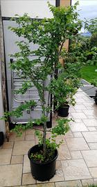 alberello di carpino 