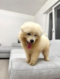 Samoiedo