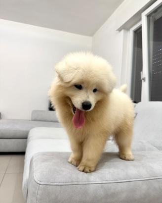 Samoiedo