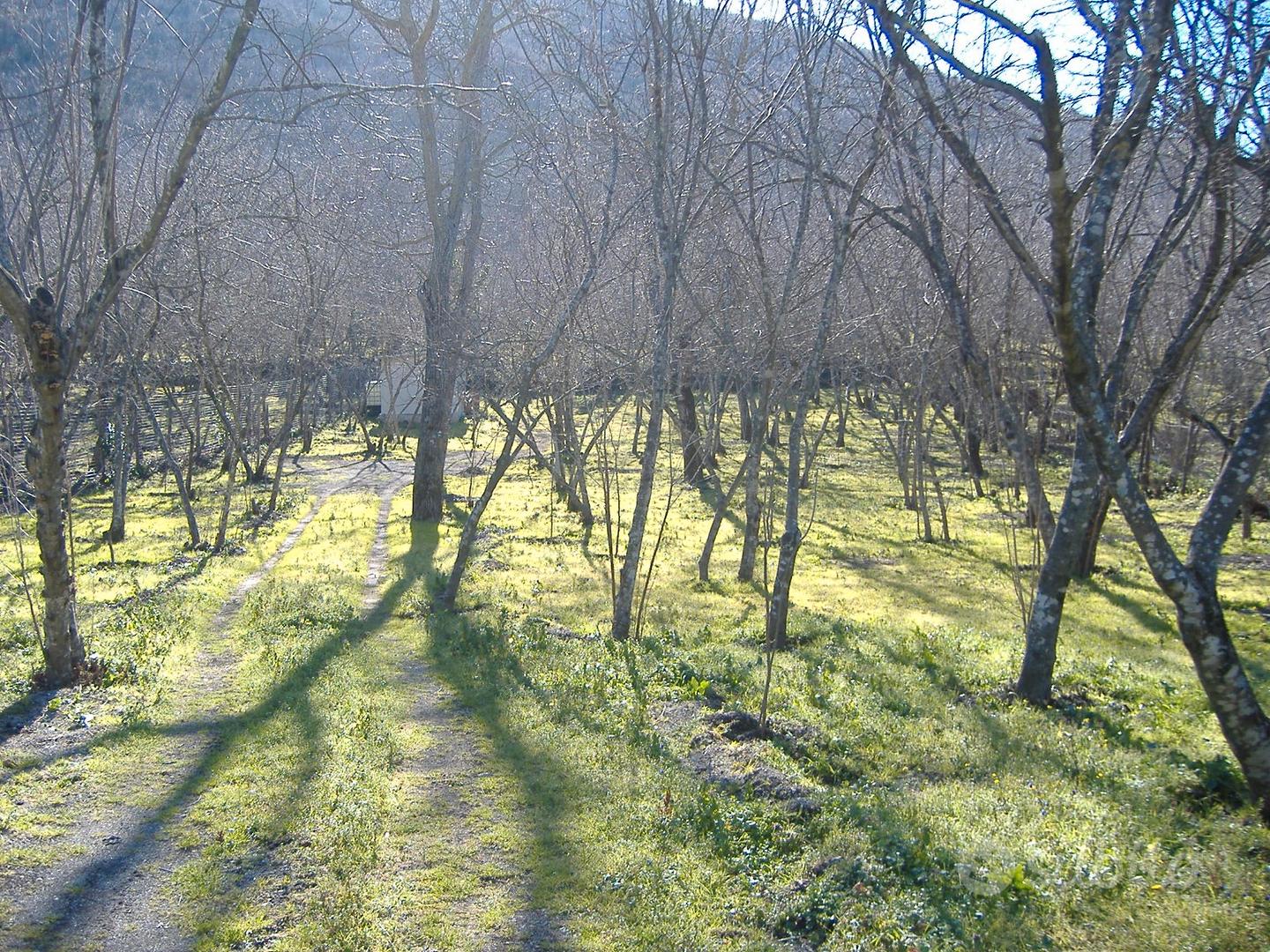 Terreno agricolo produttivo 1900 mq - Vista 3