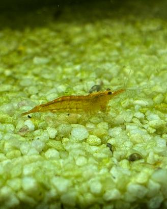 Neocaridina maschio