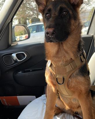 Cucciola 6 mesi pastore tedesco