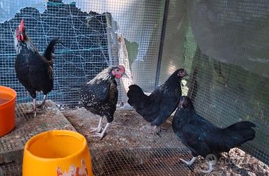 Coppia di galline nane