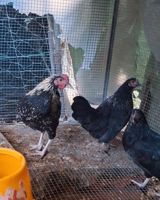 Coppia di galline nane