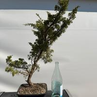 Bonsai