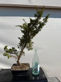 Bonsai
