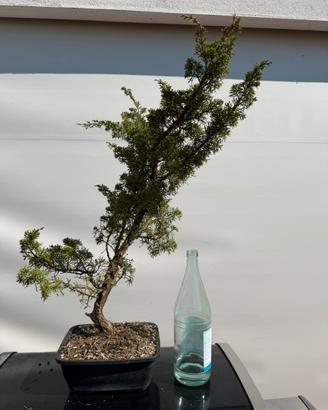 Bonsai