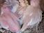 Immagine 5
