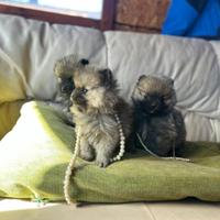 Cuccioli spitz