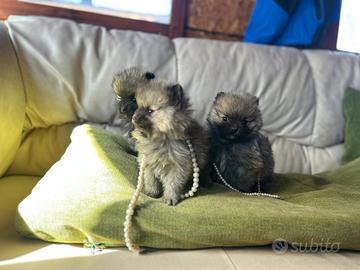 Cuccioli spitz