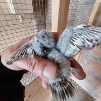 Kakariki mottle gezoomdt fallow