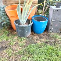 agave variegata  o verde h 80/40/15 cm