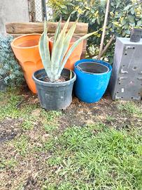 agave variegata  o verde h 80/40/15 cm