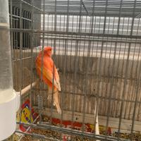 Due coppie di canarini