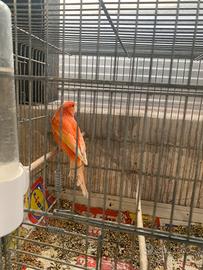 Due coppie di canarini