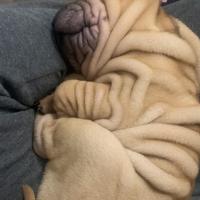 Cane sharpei