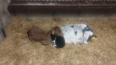 Vitello incrocio belga